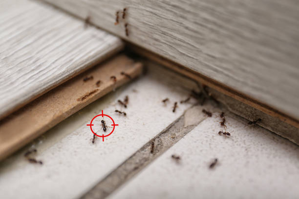 Wildlife Control Services in Spotswood, NJ